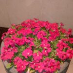 IMG-20241028-WA0008